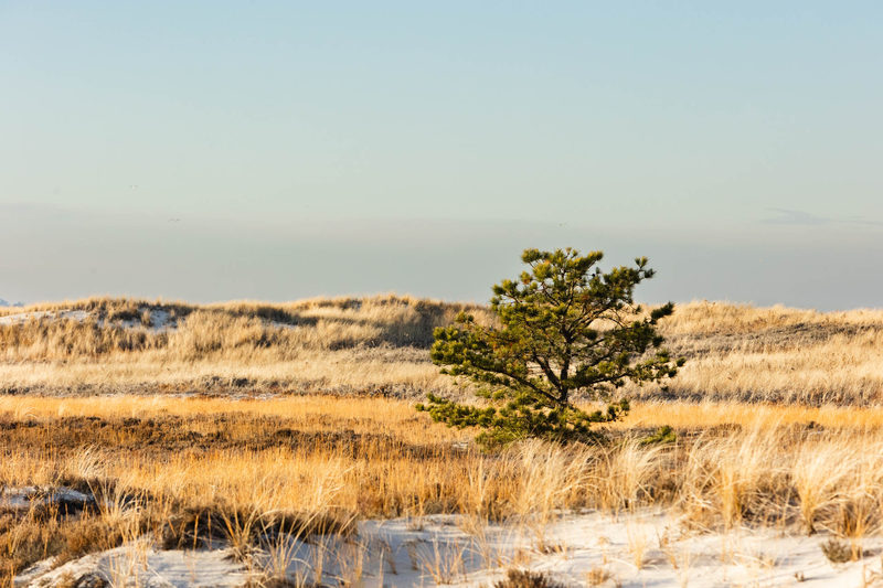 Solitary pine tree standing among golden dune grass at Crane Beach in winter light