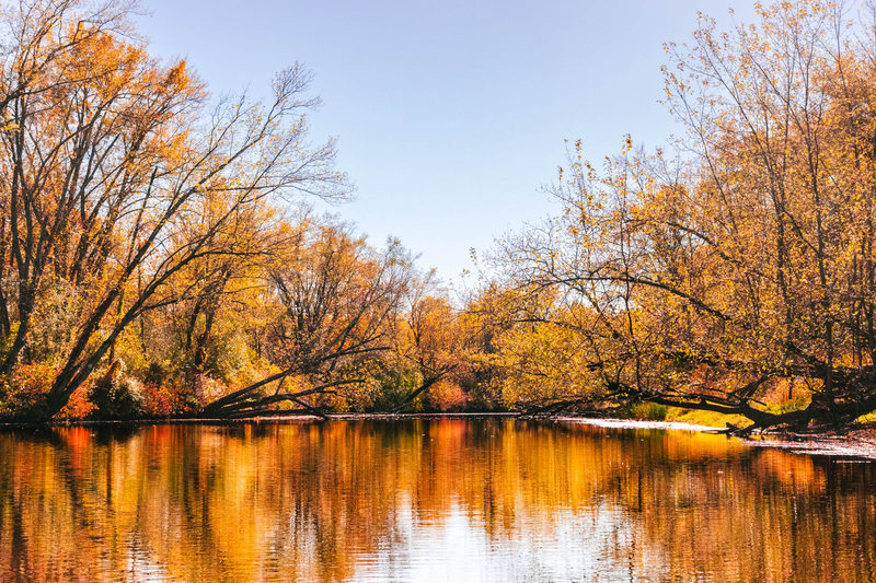 Golden autumn trees reflected in the still water of the Housatonic River