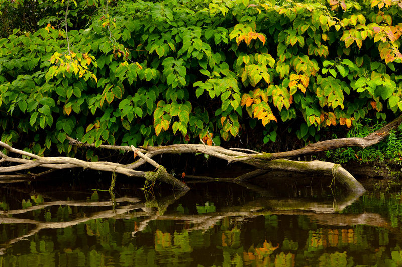 Green and gold foliage over fallen branches reflected in the Housatonic River