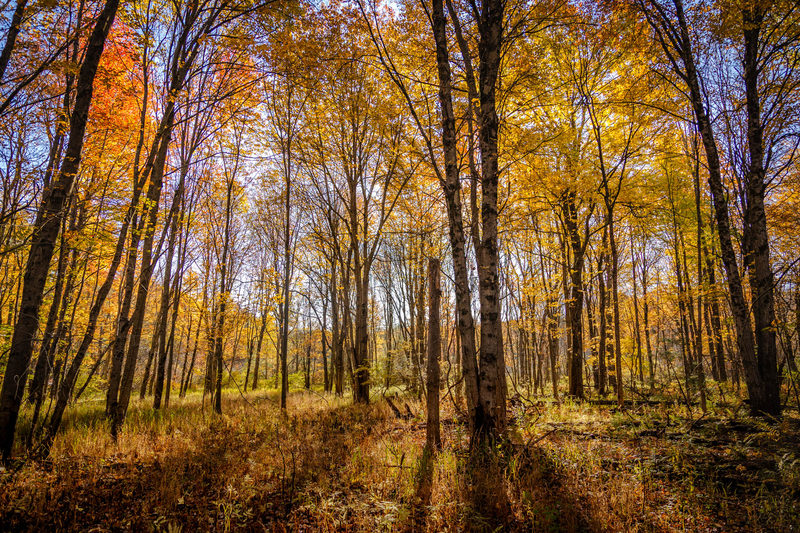 Sunlight through a birch and maple forest at peak autumn color in Lenox, Massachusetts
