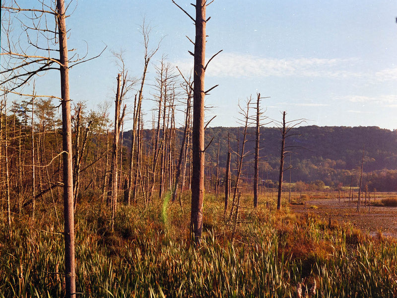 Standing dead trees in a salt marsh at golden hour