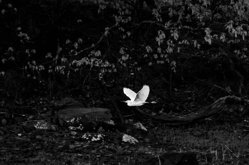 A great egret in flight, lit against a dark wooded background