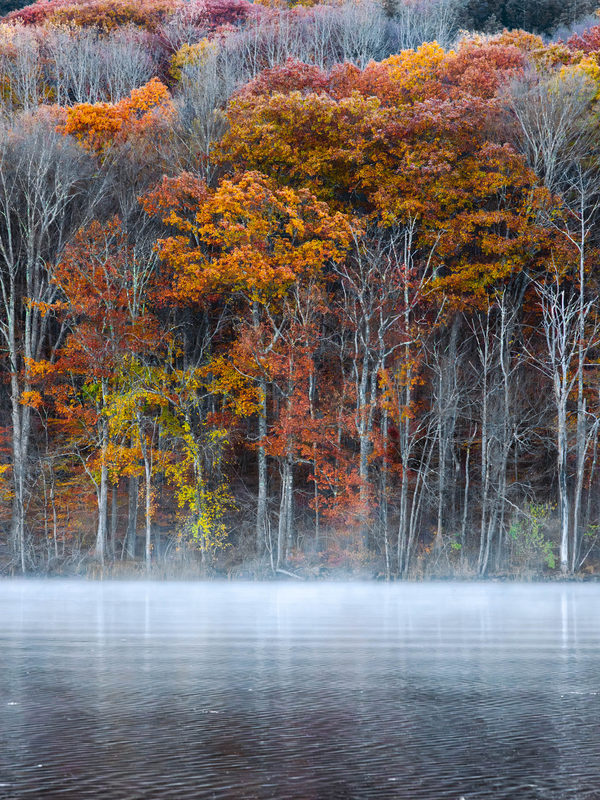 Autumn foliage reflected in a misty lake at Woods Pond